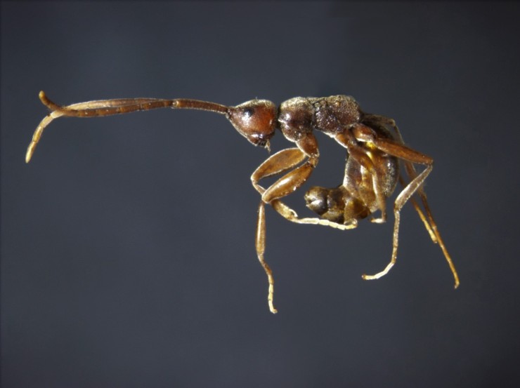Embolemus ruddii, a wingless wasp