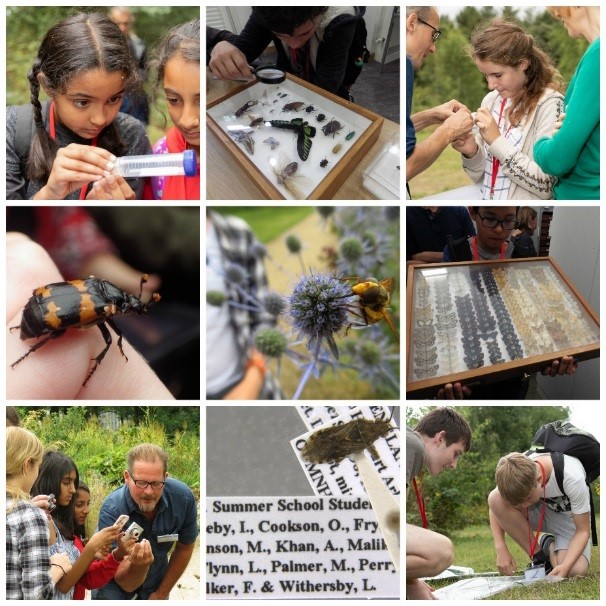 Insect investigators Summer School – Crunchy on the outside