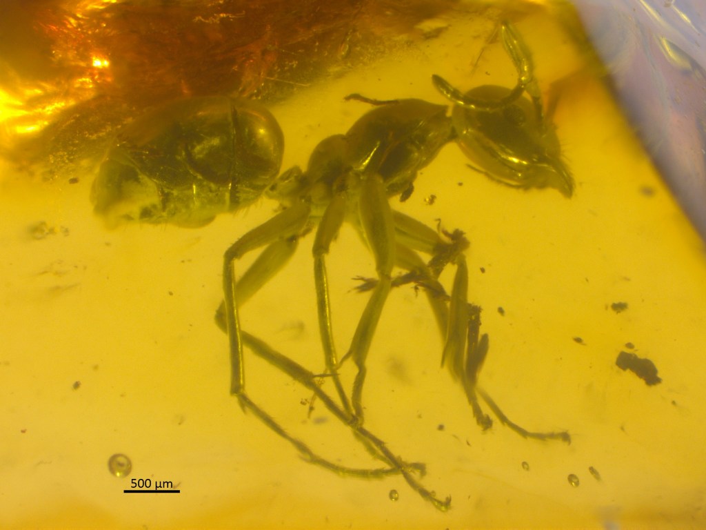 Micrograph of a fossil ant trapped in amber. Species undetermined. 50 million years old.