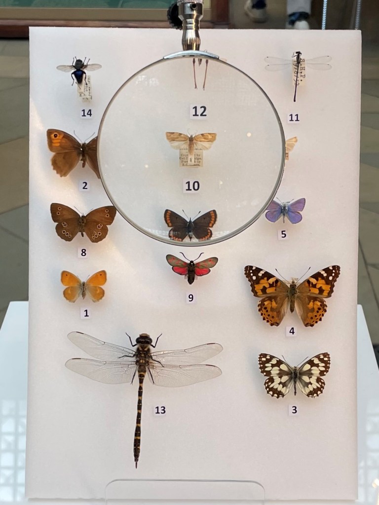 British insects on display in the Biodiversity exhibition.