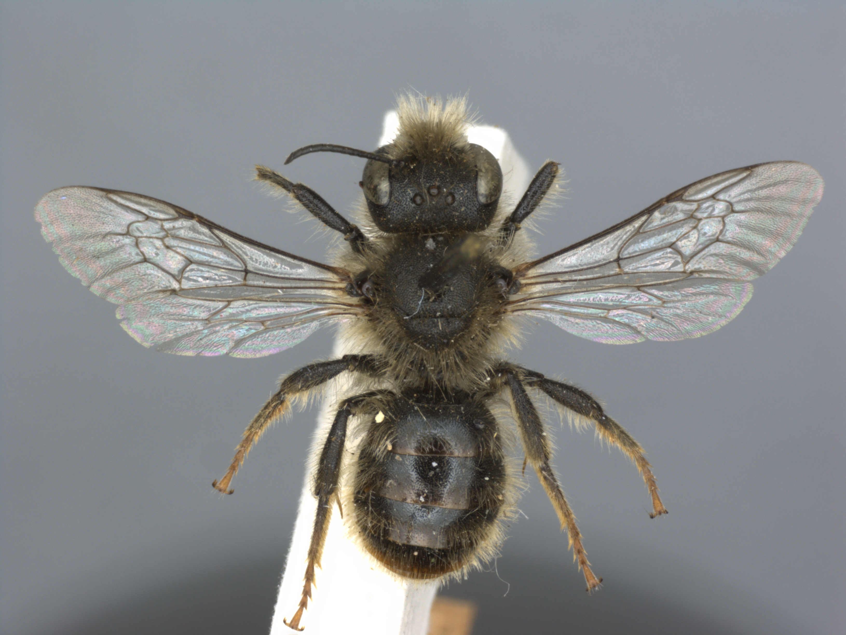 The Red Tailed Mason Bee – Crunchy on the outside