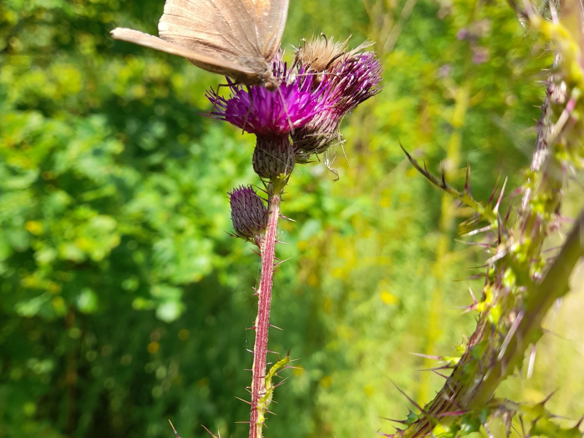 Your questions answered: ‘Which plants will help butterfly&nbsp;larvae?’
