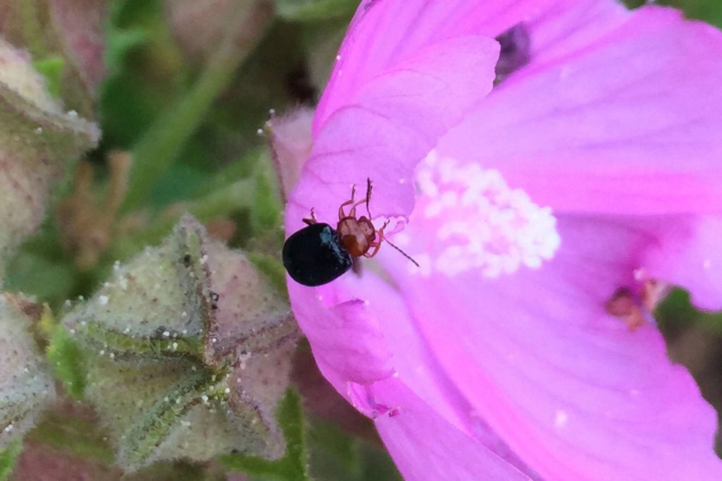 red and black beetle on the edge of a lilac flower.