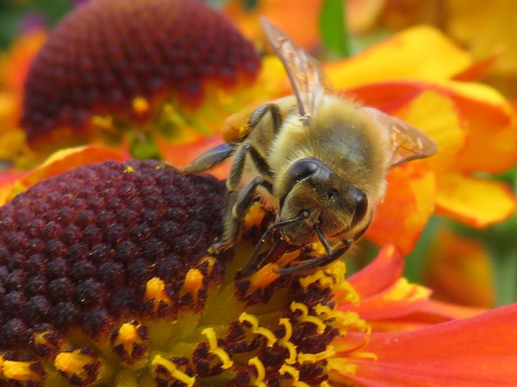 Honey bee feeding on nectar